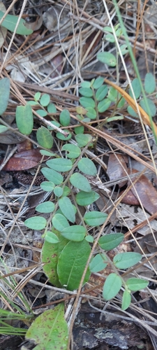 Crotalaria rotundifolia, photograph 3