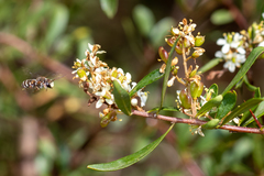 Lipotriches flavoviridis