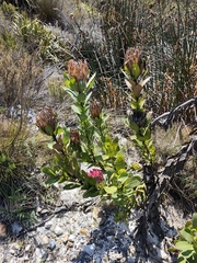 Protea compacta, photograph (c) Jeanette Clarke, some rights reserved (CC BY-SA)