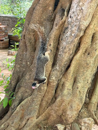 Sri Lankan Giant Squirrel