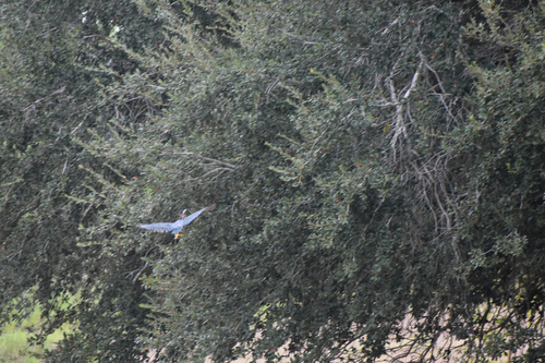 Green Heron