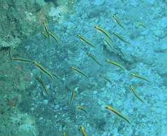 Forsterygion maryannae