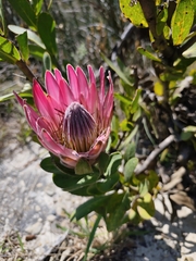 Protea compacta, photograph (c) Jeanette Clarke, some rights reserved (CC BY-SA)