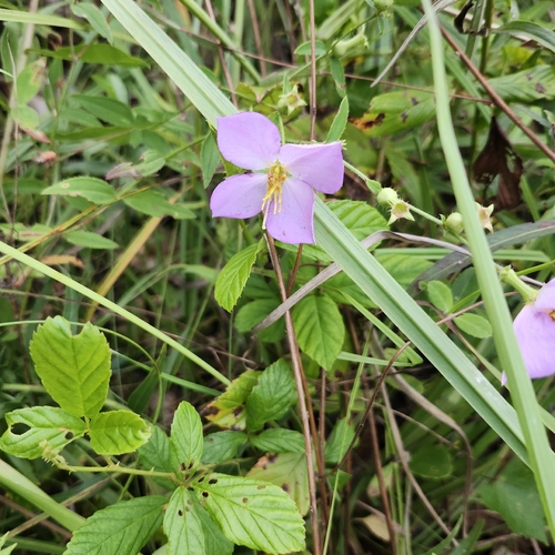 Rhexia nashii, photograph 1