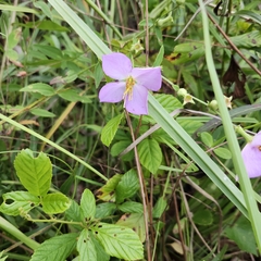 author not stated, no rights reserved Rhexia nashii, photograph author not stated, no rights reserved