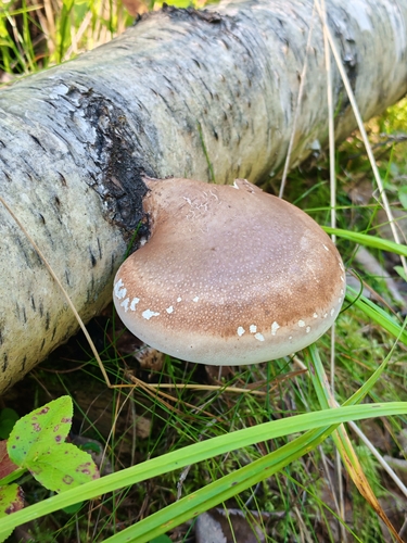 birch polypore