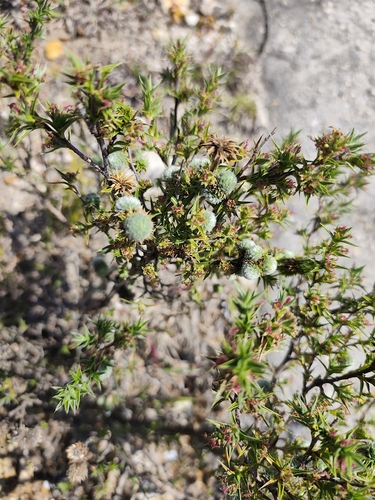 Cliffortia ruscifolia, photograph 5