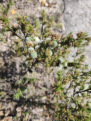 Cliffortia ruscifolia, photograph (c) Jeanette Clarke, some rights reserved (CC BY-SA)