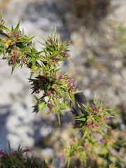 Cliffortia ruscifolia, photograph (c) Jeanette Clarke, some rights reserved (CC BY-SA)