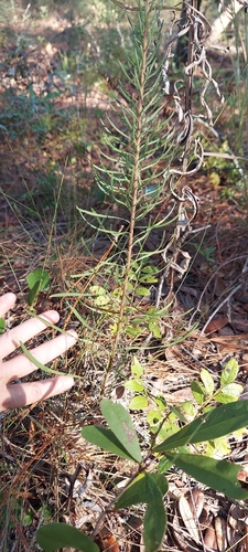 Liatris gracilis, photograph 2