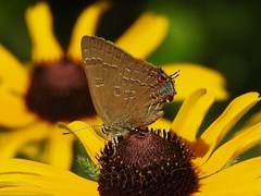 Satyrium caryaevorus