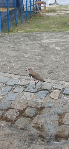 Southern Lapwing
