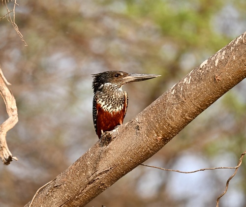 iNaturalist image