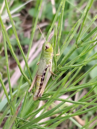 Meadow Grasshopper