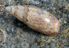 Olivella