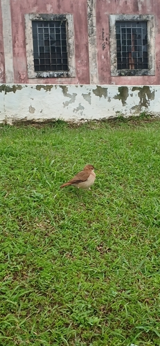 Rufous Hornero