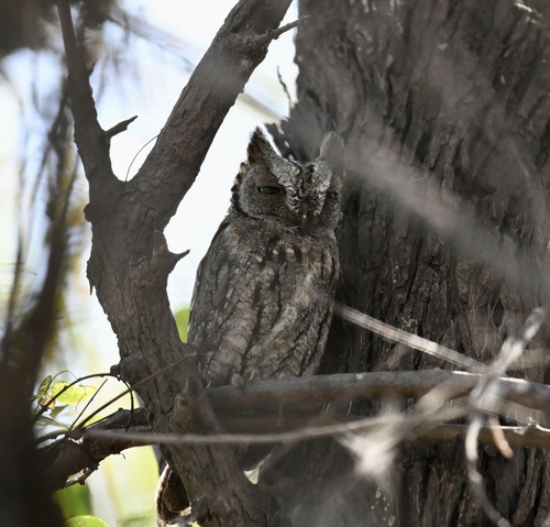 African Scops-Owl
