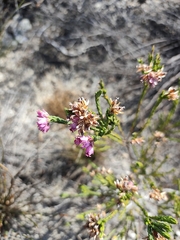 Erica taxifolia
