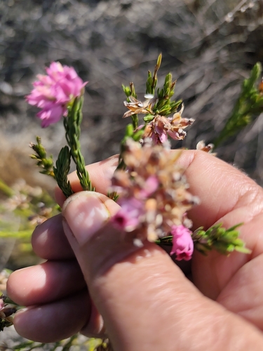 Erica taxifolia, photograph 2