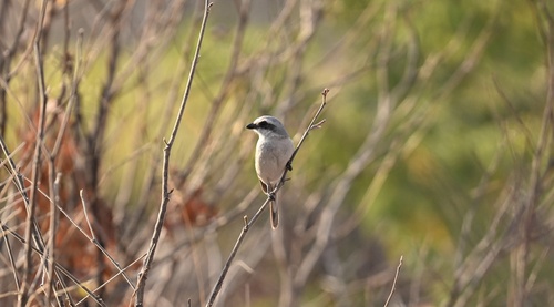 Sousa's Shrike