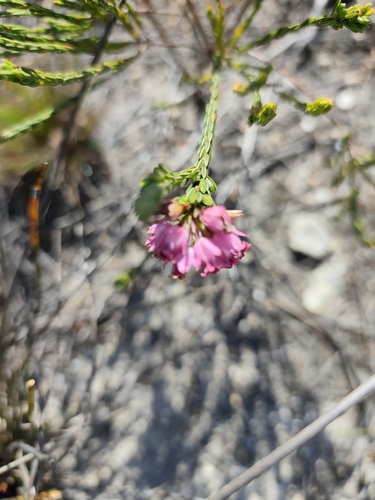 Erica taxifolia, photograph 3