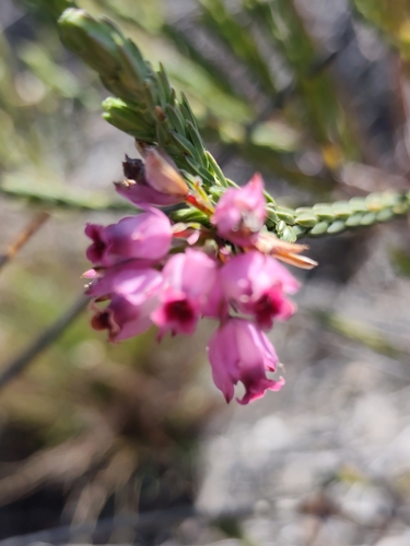 Erica taxifolia, photograph 4