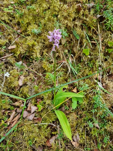 Dactylorhiza maculata observed 2026-09-07