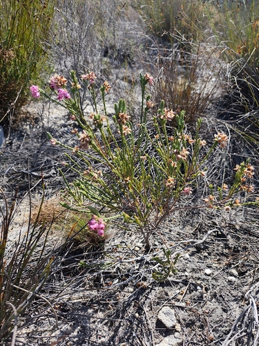Erica taxifolia, photograph 5