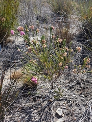 (c) Jeanette Clarke, some rights reserved (CC BY-SA) Erica taxifolia, photograph (c) Jeanette Clarke, some rights reserved (CC BY-SA)