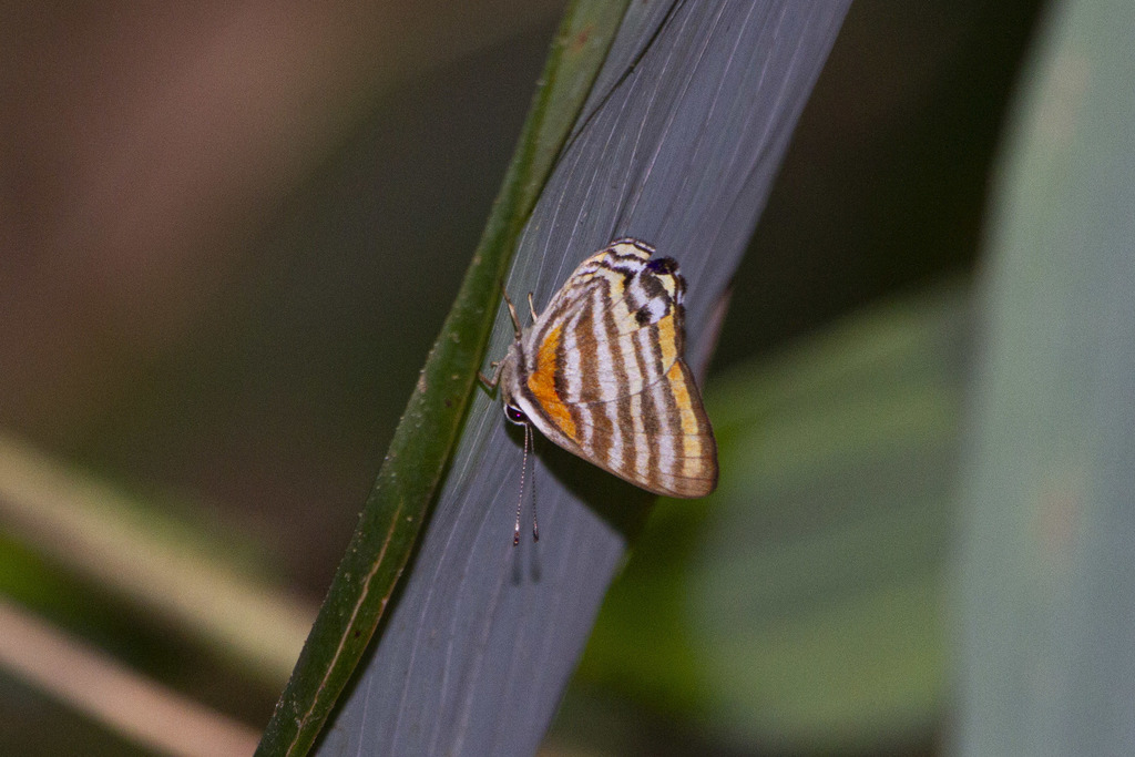 Euselasia eucritus