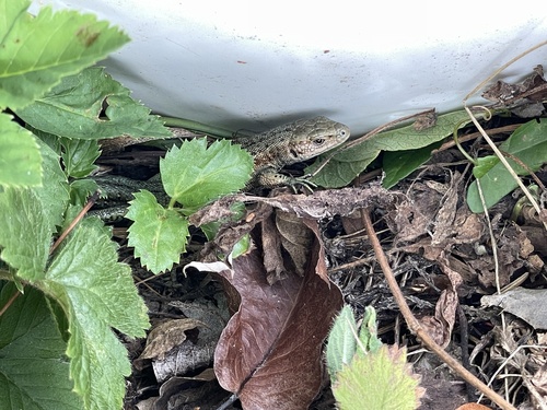 Viviparous Lizard