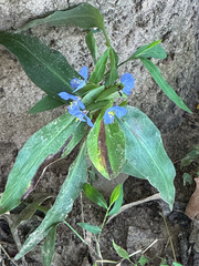 Commelina virginica, photograph author not stated, no rights reserved