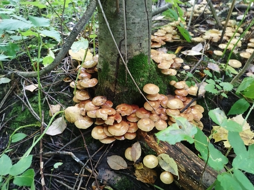 Sheathed Woodtuft