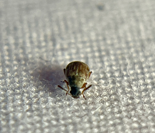 Acanthoscelides bisignatus