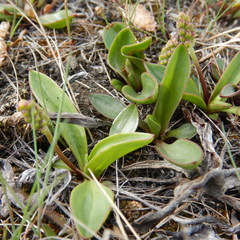 Plantago eriopoda