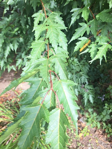 Amur Maple