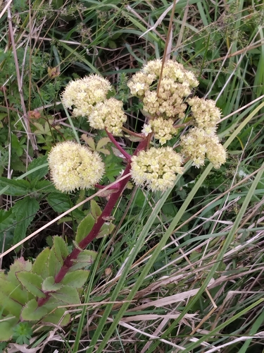 Great Stonecrop