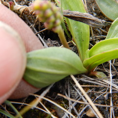 Plantago eriopoda