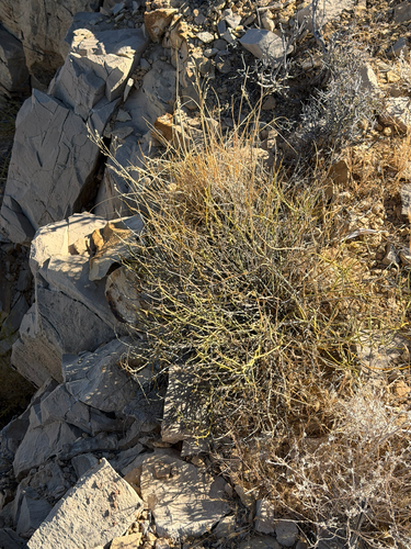 Thamnosma montana, photograph 3