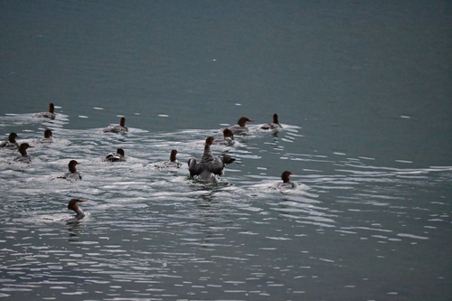 Common Merganser