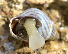 Echinolittorina ziczac