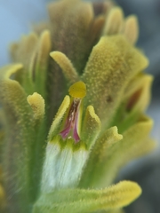 Castilleja cinerea