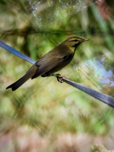 Willow Warbler