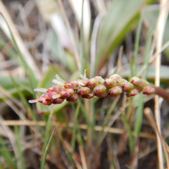 Plantago eriopoda