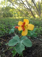 Cochlospermum wrightii