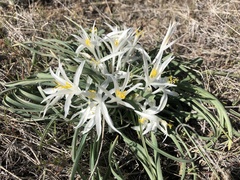Leucocrinum