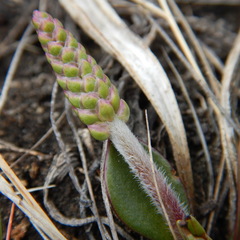 Plantago eriopoda