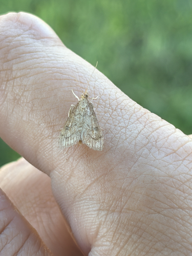 Celery Leaftier Moth