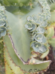 Kalanchoe laetivirens