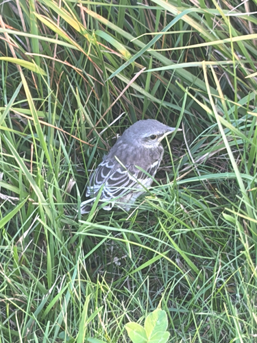 Northern Mockingbird